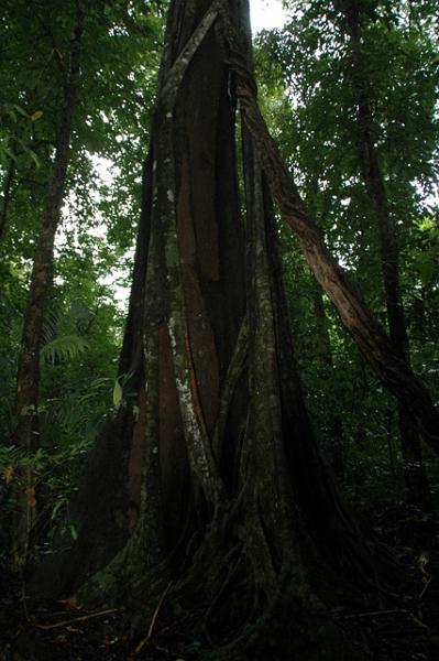81_Mexico_Palenque_Jungle.JPG