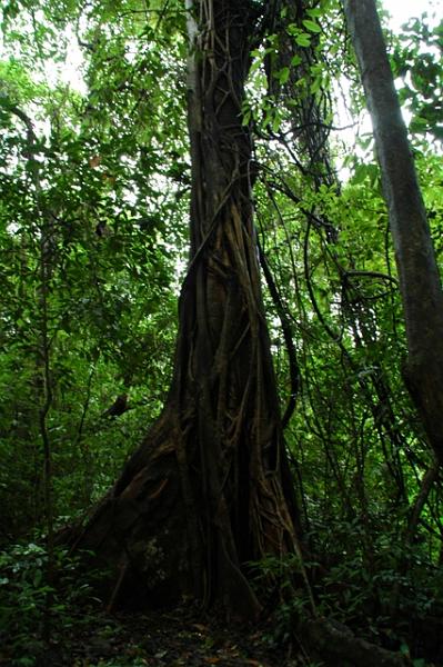 84_Mexico_Palenque_Jungle.JPG