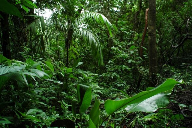 85_Mexico_Palenque_Jungle.JPG