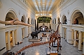 051_USA_Chicago_Field_Museum