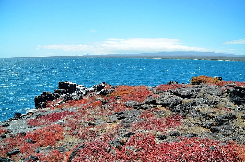 698_Ecuador_Galapagos_Islas_Plazas_South_Boot_Tour.JPG