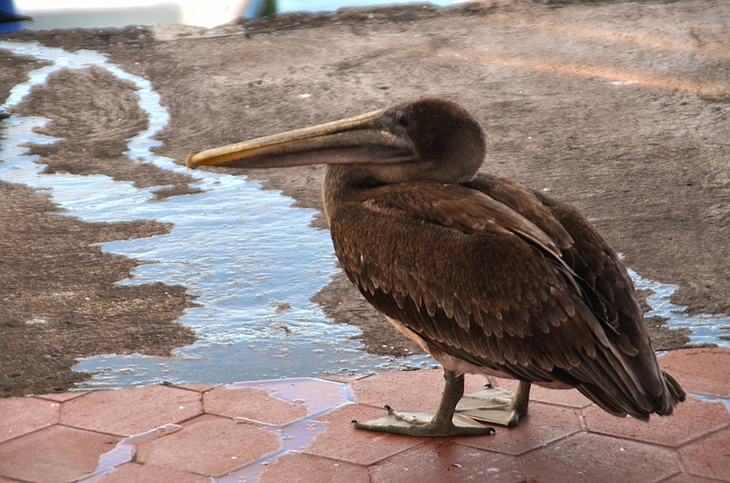 722_Ecuador_Galapagos_Santa_Cruz_Puerto_Ayora.JPG