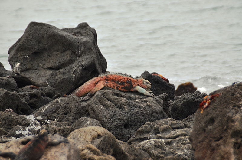 726_Ecuador_Galapagos_Island_Floreana.JPG