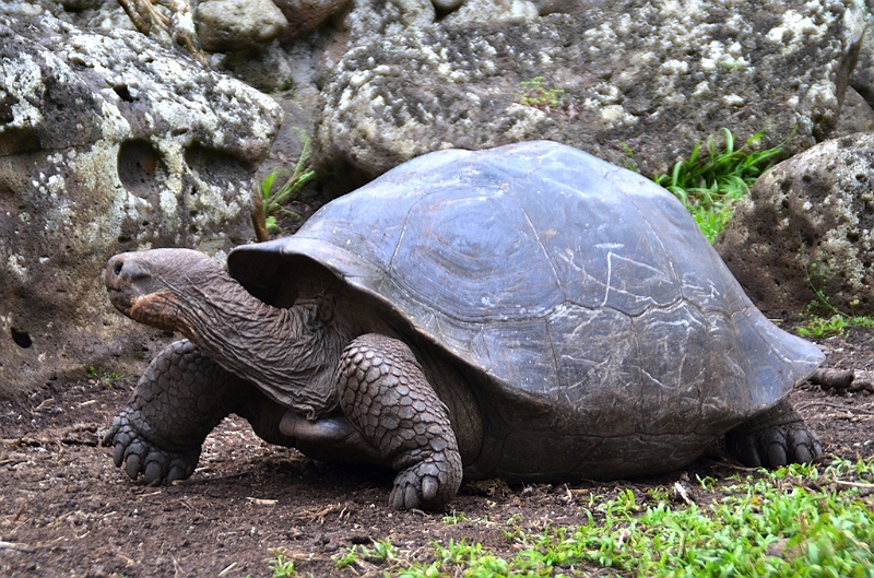 746_Ecuador_Galapagos_Island_Floreana.JPG