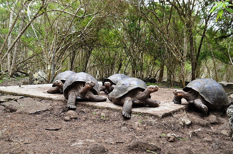 747_Ecuador_Galapagos_Island_Floreana.JPG