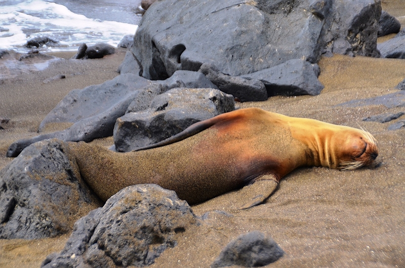762_Ecuador_Galapagos_Island_Floreana.JPG