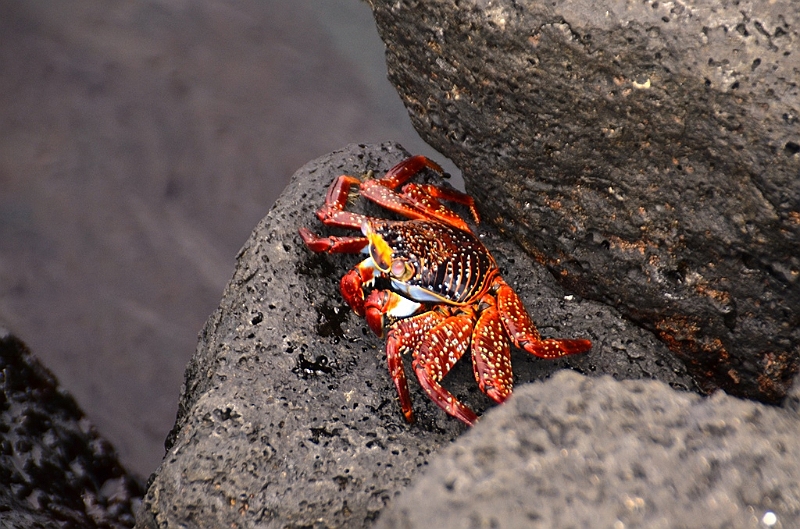 768_Ecuador_Galapagos_Island_Floreana.JPG