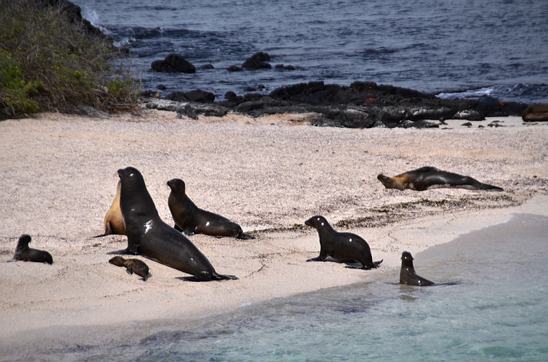 790_Ecuador_Galapagos_Island_Floreana.JPG