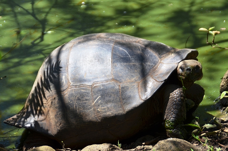 841_Ecuador_Galapagos_Santa_Cruz_El_Chato_Tortoise_Reserve.JPG