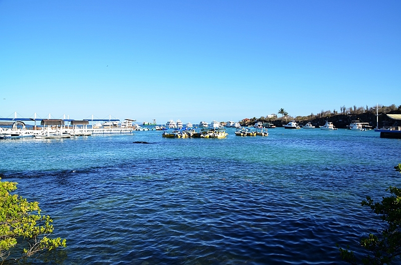 869_Ecuador_Galapagos_Santa_Cruz_Puerto_Ayora.JPG
