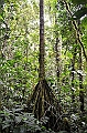 289_Ecuador_Amazonas_Aera_Napo_River_Tour