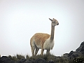 390_Ecuador_Volcan_Chimborazo_Tour