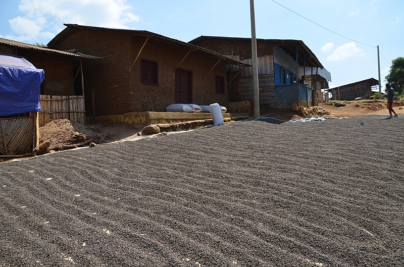 668_Ethiopia_South_Coffee.JPG
