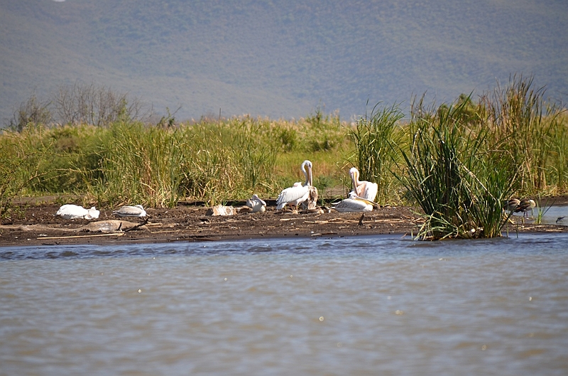 787_Ethiopia_South_Nechi_Sar_NP.JPG