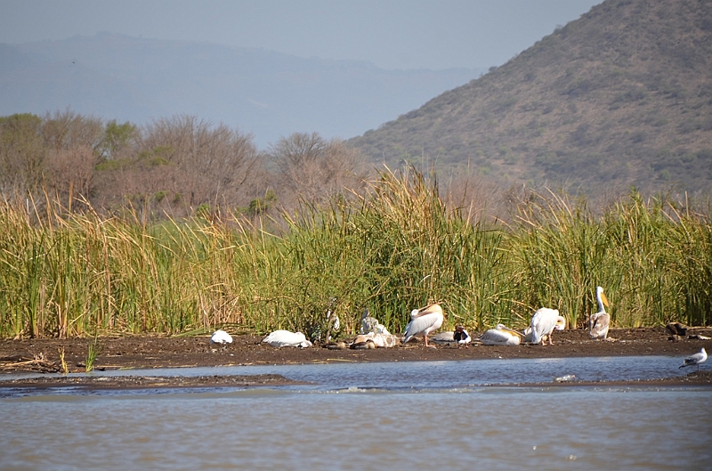 788_Ethiopia_South_Nechi_Sar_NP.JPG