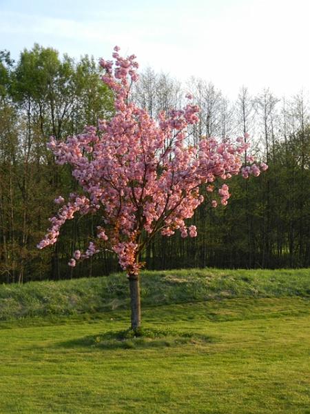 Golfclub_Herrnhof_24_April_2011_Photo019.JPG