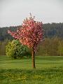 Golfclub_Herrnhof_24_April_2011_Photo006