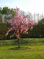 Golfclub_Herrnhof_24_April_2011_Photo019
