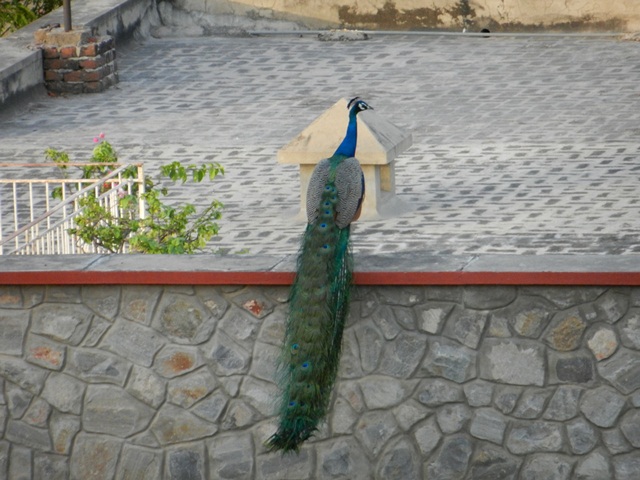 128_India_Jaipur.JPG - 