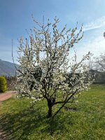 006_Italien_Suedtirol_Schernag