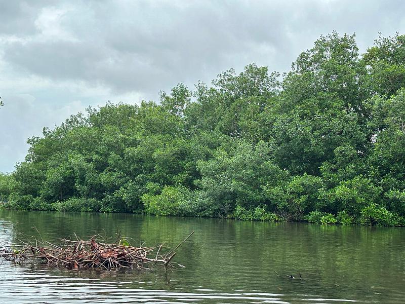 146_Colombia_Cartagena_Manglar.JPG