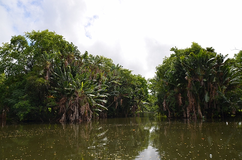 062_Mauritius_North_Sir_Seewoosagur_Ramgoolam_Botanical_Gardens12.JPG