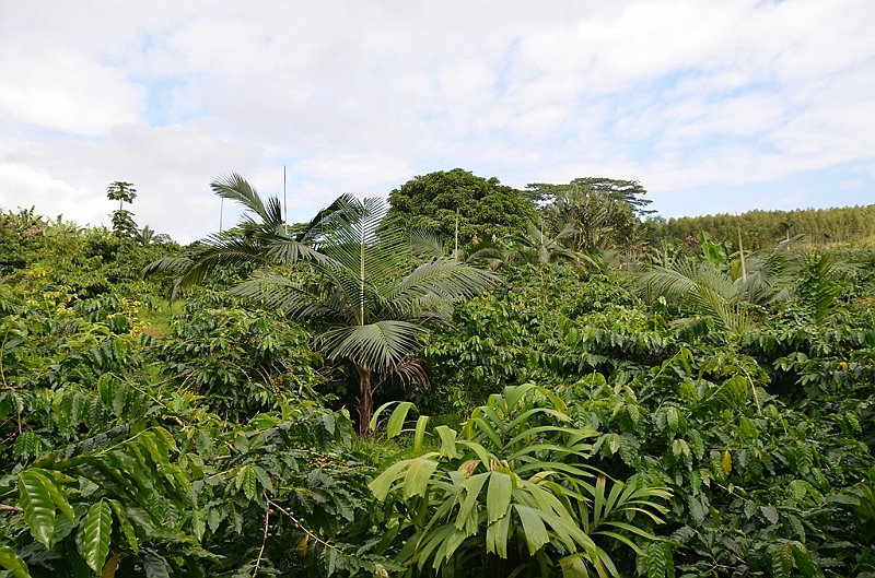 101_Mauitius_South_Coffee_Plantation.JPG