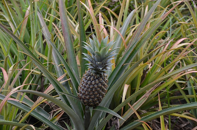 114_Mauitius_South_Pinapple.JPG