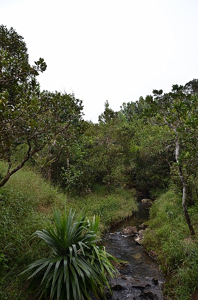 120_Mauitius_South_Black_River_Gorges_NP.JPG