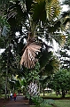 052_Mauritius_North_Sir_Seewoosagur_Ramgoolam_Botanical_Gardens02