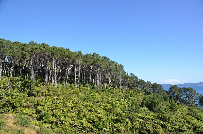 016_New_Zealand_Coromandel_Peninsula.JPG
