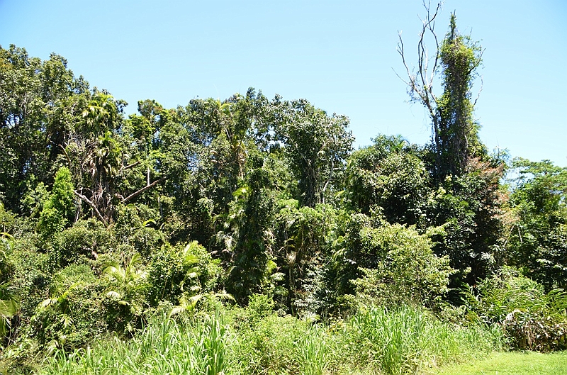 024_Australia_Queensland_Barron_Gorge_NP.JPG