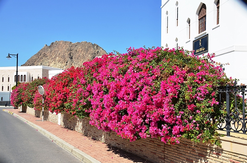 318_Oman_Muscat.JPG