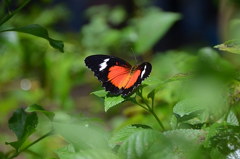 198_Philippines_Bohol_Butterfly_Conservation_Center.JPG
