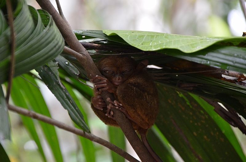 205_Philippines_Bohol_Tarsier.JPG
