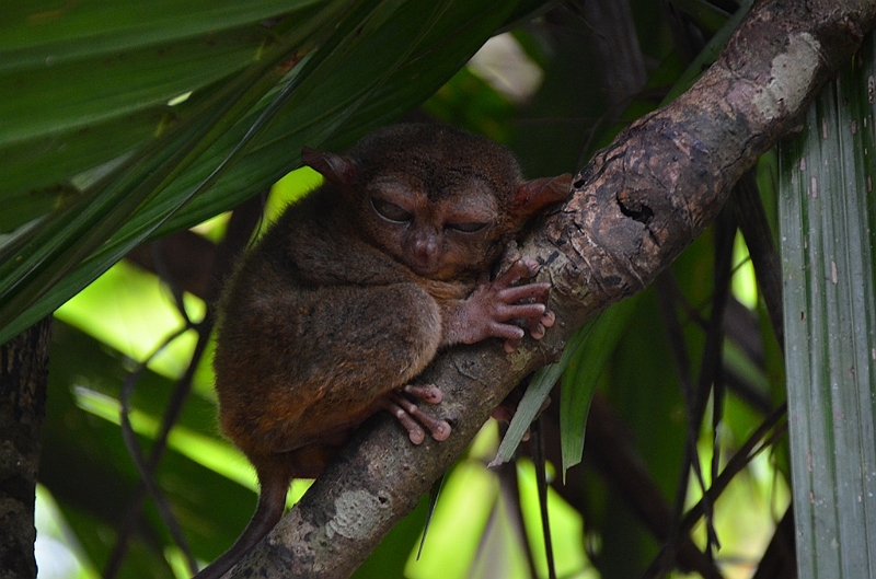 206_Philippines_Bohol_Tarsier.JPG