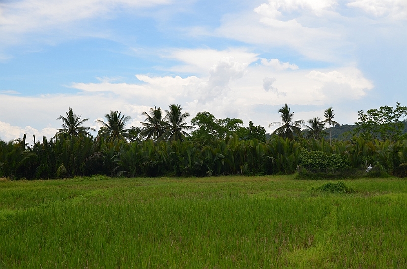 228_Philippines_Bohol_Rice_Field.JPG