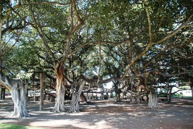 300_USA_Hawaii_Maui_Lahaina_Banyan_Tree.JPG