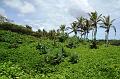 246_USA_Hawaii_Maui_The_Road_to_Hana
