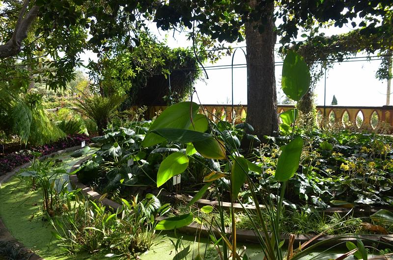 260_Portugal_Madeira_Funchal_Botanical_Garden.JPG