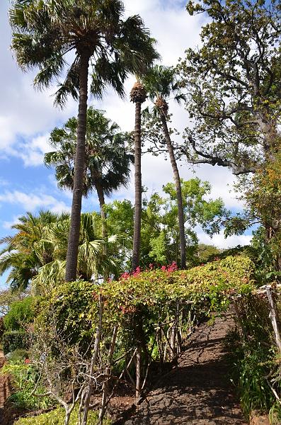261_Portugal_Madeira_Funchal_Botanical_Garden.JPG