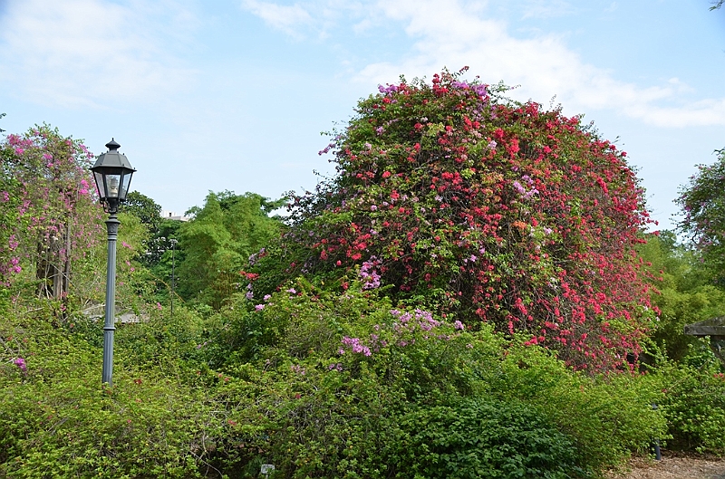 132_Singapore_Botanic_Gardens.JPG