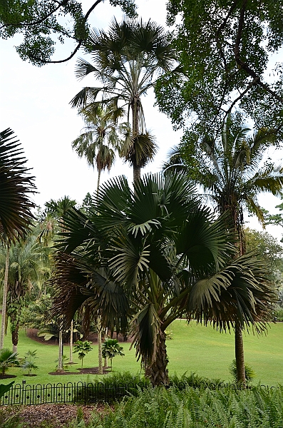 136_Singapore_Botanic_Gardens.JPG