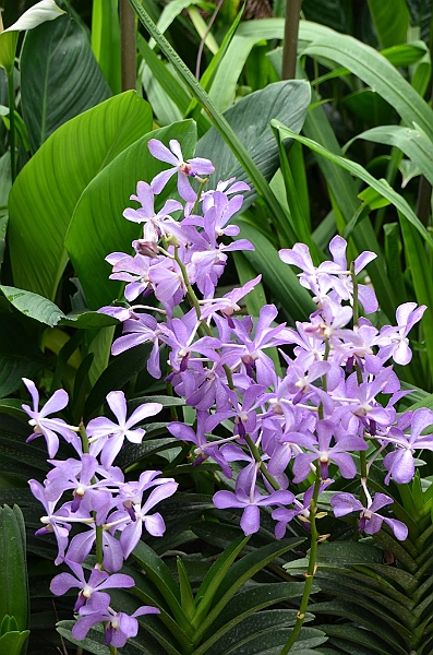 145_Singapore_Botanic_Gardens.JPG