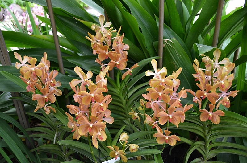 146_Singapore_Botanic_Gardens.JPG