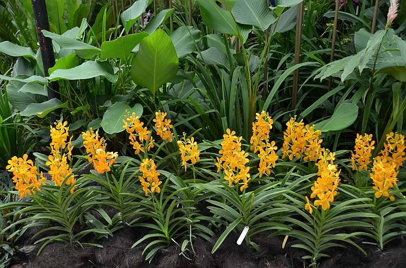 148_Singapore_Botanic_Gardens.JPG