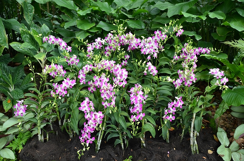 150_Singapore_Botanic_Gardens.JPG