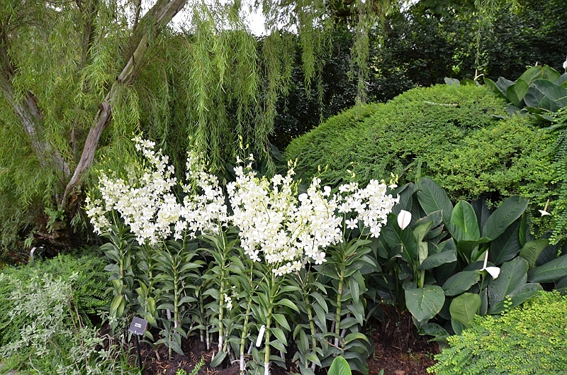 156_Singapore_Botanic_Gardens.JPG