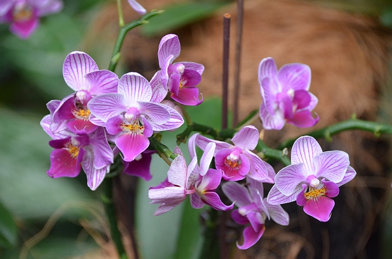 161_Singapore_Botanic_Gardens.JPG