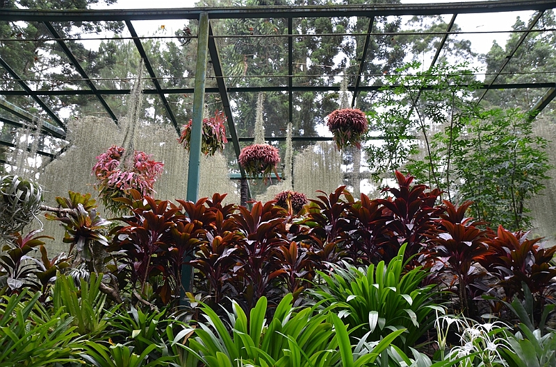 166_Singapore_Botanic_Gardens.JPG